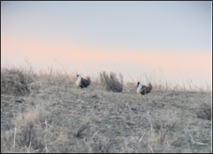 Male greater sage-grouse.