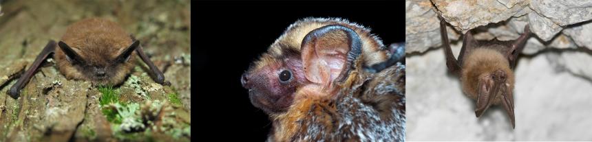 Little Brown bat, left, Hoary Bat, center, and Townsend’s Big-eared bat, right.