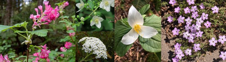 Flowering currant, Mock Orange, Common Yarrow, Trillium, and Spreading Phlox. 