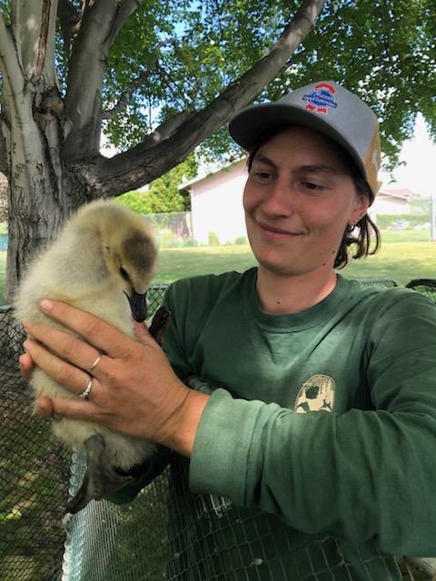 Science Technician Pavelchek handling an adult goose