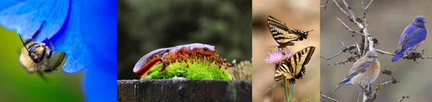 Bumblebee, rough skinned newt, Swallowtail, and western bluebirds.