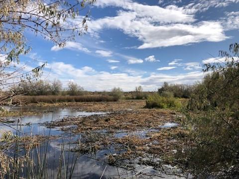 Bailie Unit pond after reflooding.