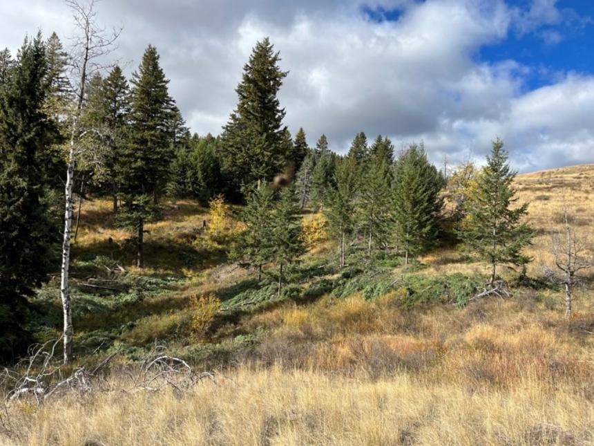 Conifer removal efforts on Chesaw Unit to allow for aspen regeneration.