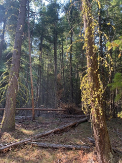 A view into the Colockum Forest Restoration