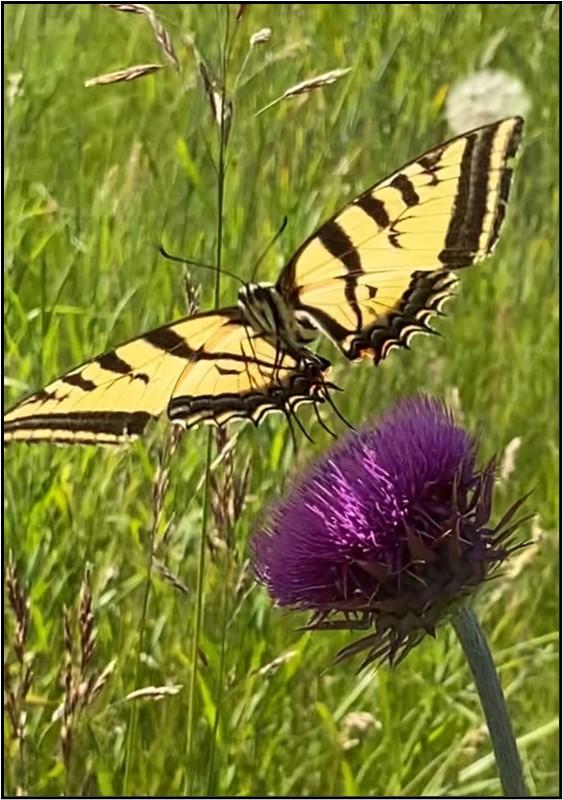 A swallow-tail butterfly