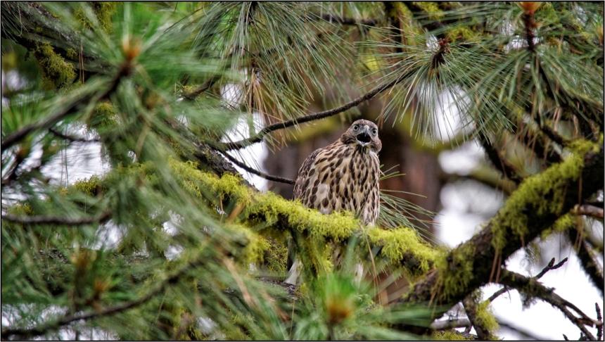 Juvenile goshawk