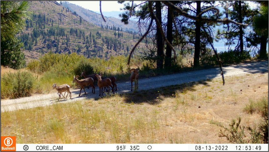 A herd of deer