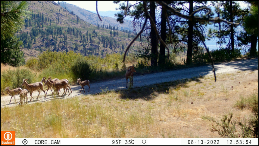 A herd of deer