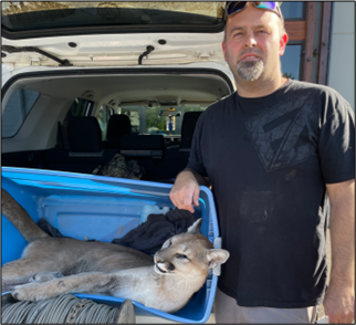 A harvest cougar