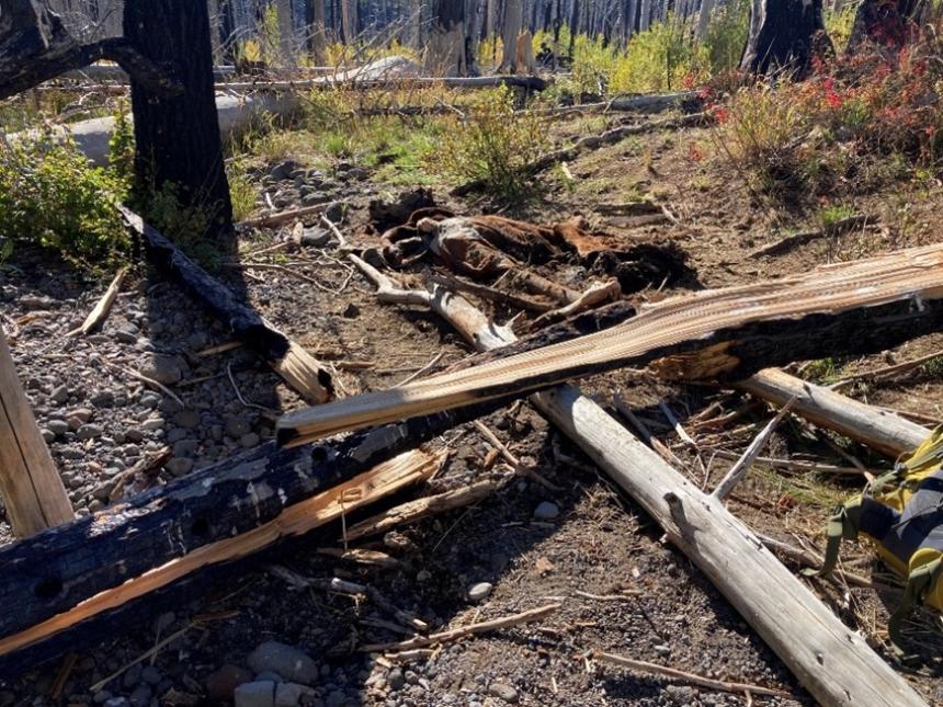 Deceased cow that had been extensively scavenged.