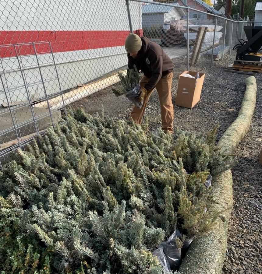 Shrub plugs for the Vantage Highway fire restoration project.