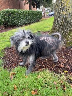 An abandoned pup, "Franklin” is kept safe until Animal Control can respond.