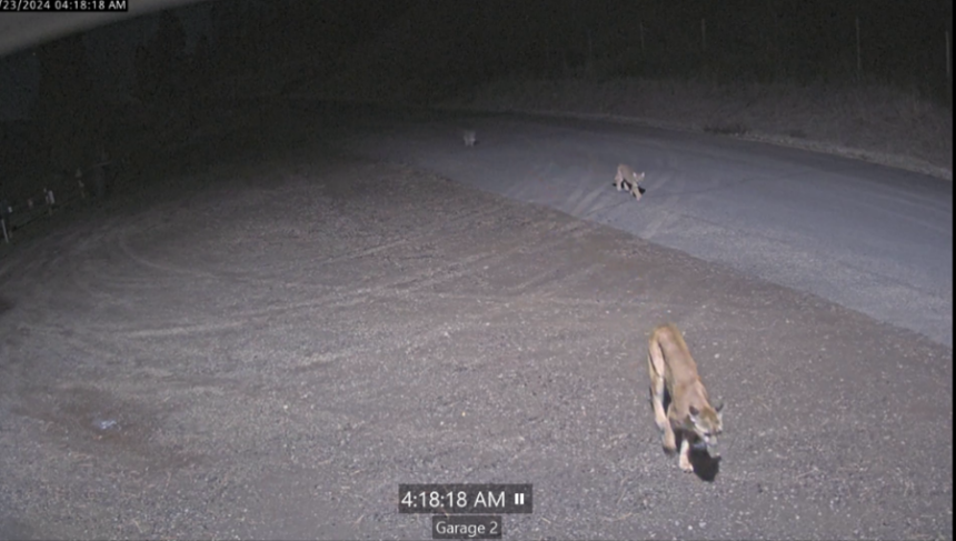 A female mountain lion with two kittens