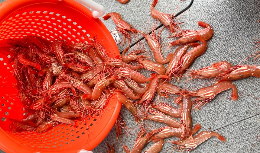 Spot shrimp caught in the San Juan Islands wide photo