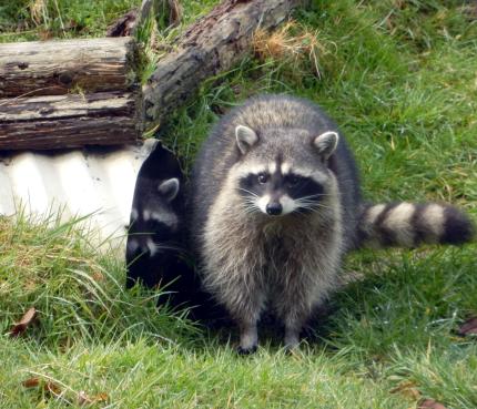 Pair of raccoons emerging from culvert