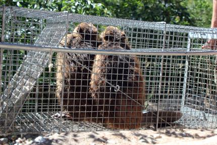 Two beavers in live trap being relocated