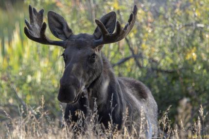 Moose standing in the grass with large antlers