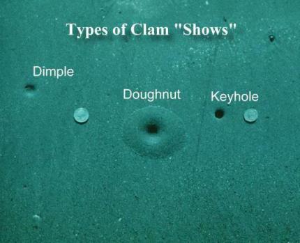 Holes and depressions in the sand where clams are underneath