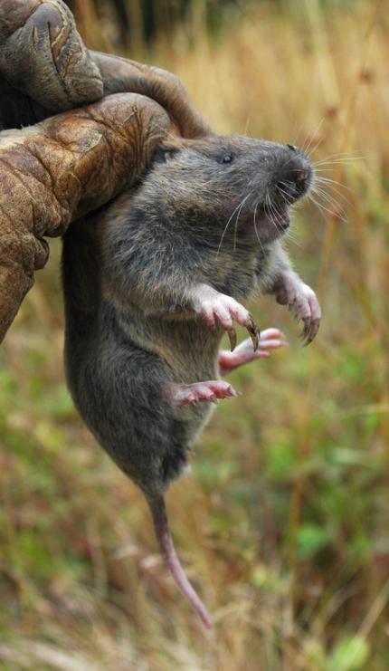 A biologist holds a pocket gopher