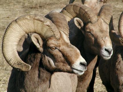 Closeup photo of two bighorn sheep