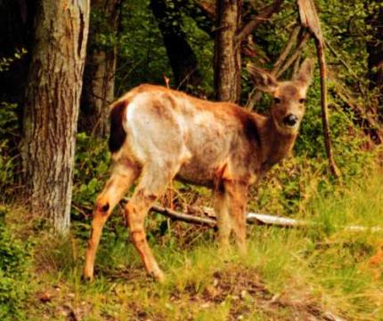 Photo of a black-tailed deer fawn with hair loss syndrome. Patches of hair on leg and body have fallen out.