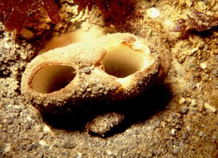 Geoduck siphon poking out of the sand