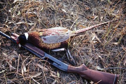 A harvested pheasant lying on top of a shotgun on the ground.