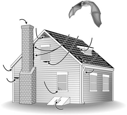 Diagram shows the various entry points into a house for a bat.