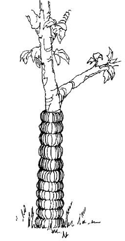 Drawing of a beaver-proof fence surrounding a tree trunk