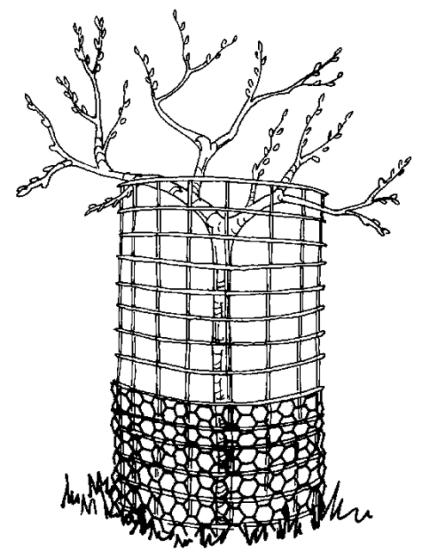 Wrap small sapplings with wire fencing to protect from foragers.