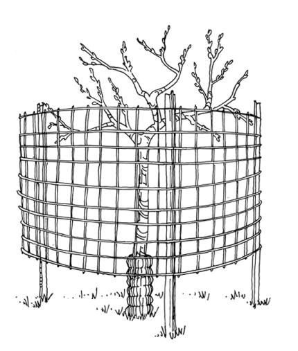 A tree wrapped in fencing can protect it from deer when its young.