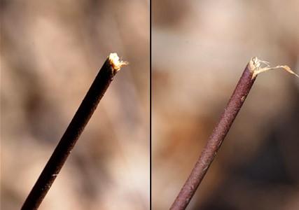 Two images display the types of grazing effects from deer.