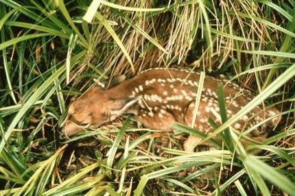 A fawn curls up in tall grass while its mother is away.