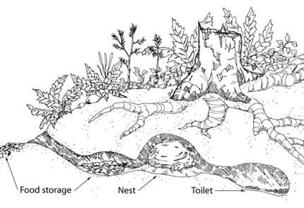 A cutaway of a mountain beaver tunnel system.