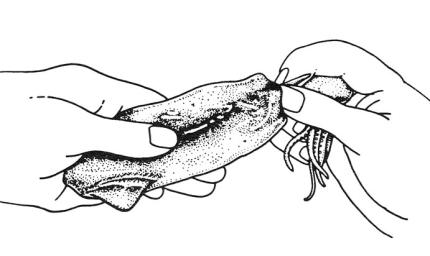 Drawing showing how to pinch the "pen" (transparent backbone) and remove it from the mantle