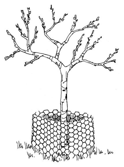 A small chicken wire fence can prevent foraging of garden varities. 