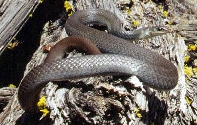 A racer snake resting on a log