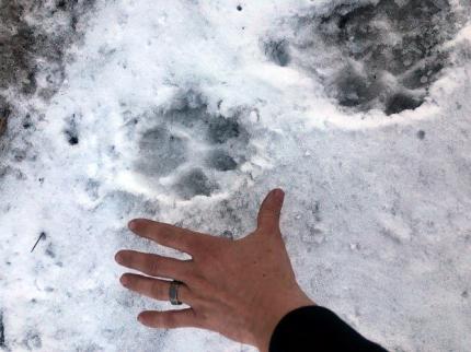 Wolf track in the snow with a person's hand to show relative size of the paw