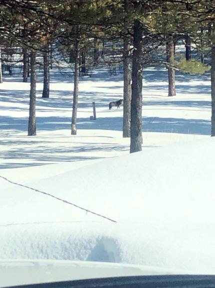 Photo of a distant wolf in a snowy forest