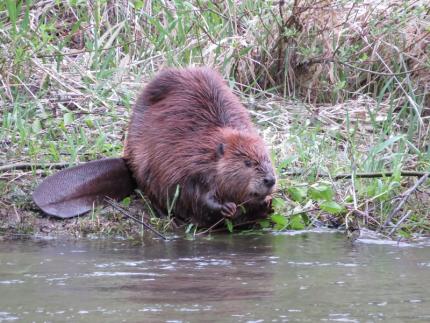 beaver on shore