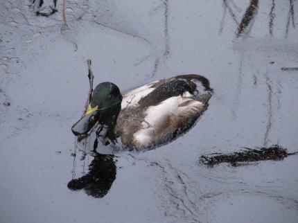 Duck covered in oil from spill