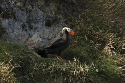 Tufted puffin