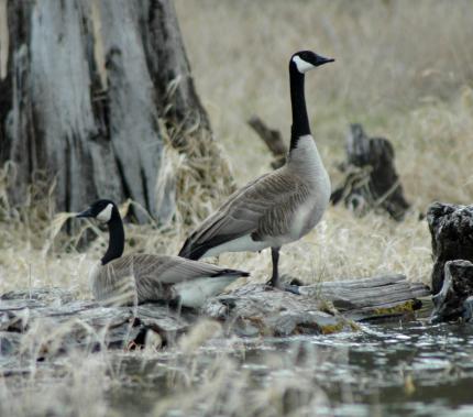 Canada geese