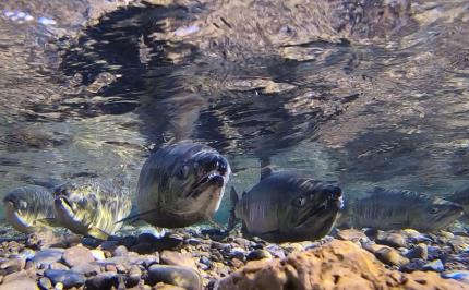 Chum swimming at the Hoodsport Hatchery.