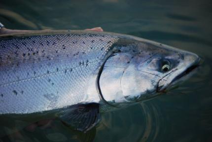 Puget Sound blackmouth salmon