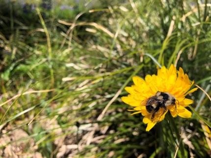 Bombus bifarious (two-form bumble bee)