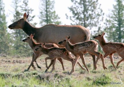 Elk cow and calves