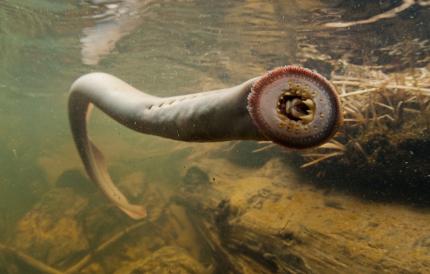 Pacific lamprey