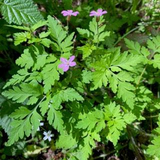 invasive plant with pink flowers