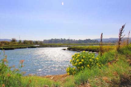 Estuary habitat